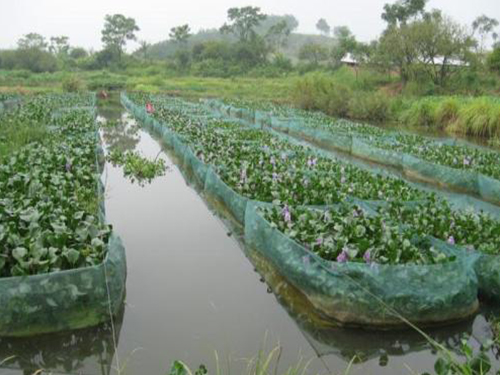 黃鱔養(yǎng)殖網(wǎng)箱，新的養(yǎng)殖方式！